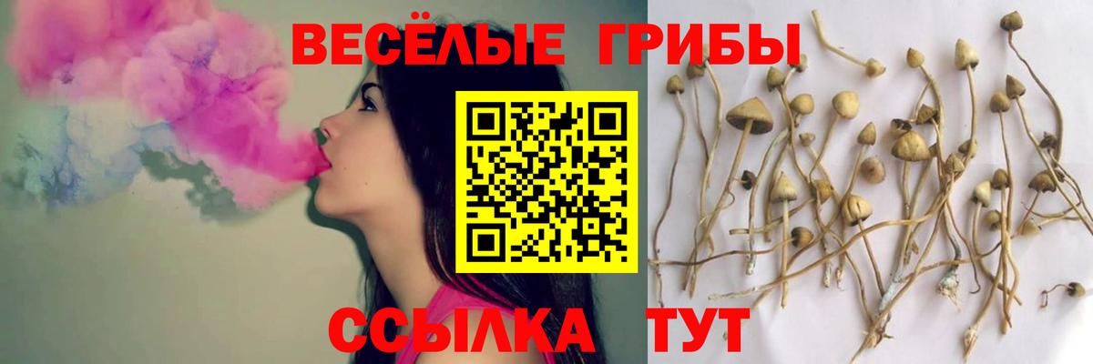 Галлюциногенные грибы Psilocybine cubensis  Псилоцибиновые грибы Cubensis  Солнечногорск 